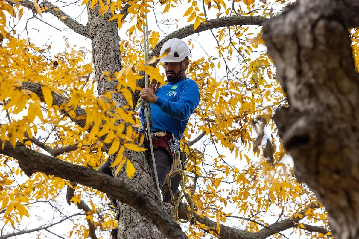 Skilled Tree Trimming crew working in James City