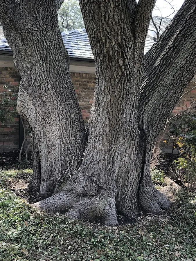 Mature heritage tree close to a James City property cared for by certified arborists